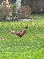 Found/Stray Unknown Bird last seen off Becker , Port St. Lucie, FL 34986