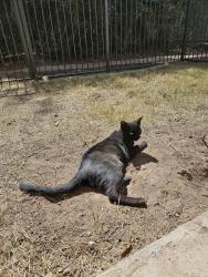 Lost Female Cat last seen Ridgeline dr, Cedar Park, TX 78613