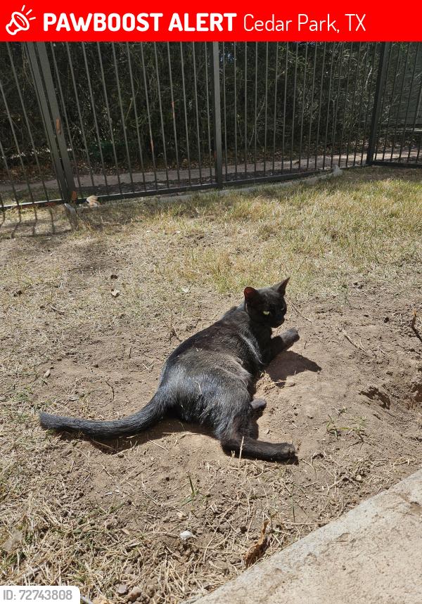 Lost Female Cat last seen Ridgeline dr, Cedar Park, TX 78613