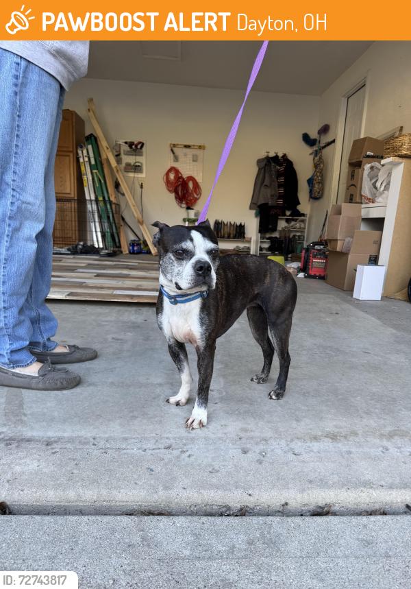 Found/Stray Female Dog last seen W Social Row Rd, Dayton, OH 45405