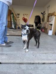 Found/Stray Female Dog last seen W Social Row Rd, Dayton, OH 45405
