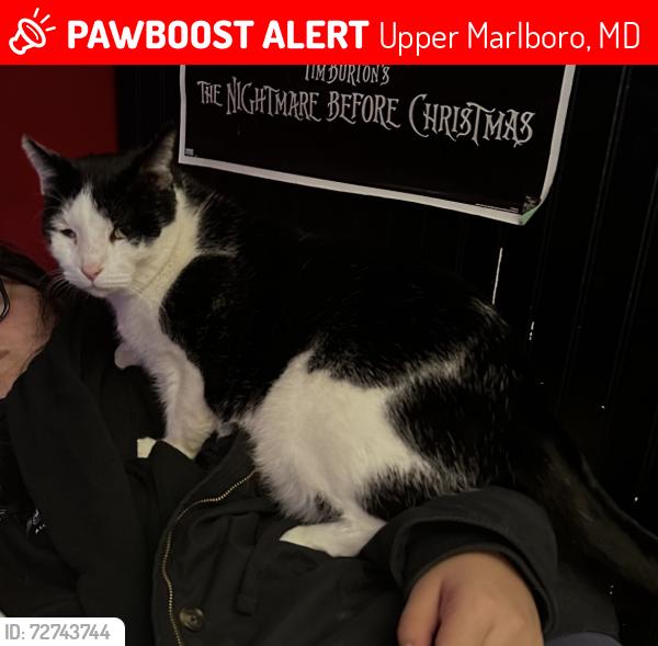 Lost Male Cat last seen By the little stream in valley lane, Upper Marlboro, MD 20772