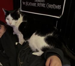 Lost Male Cat last seen By the little stream in valley lane, Upper Marlboro, MD 20772
