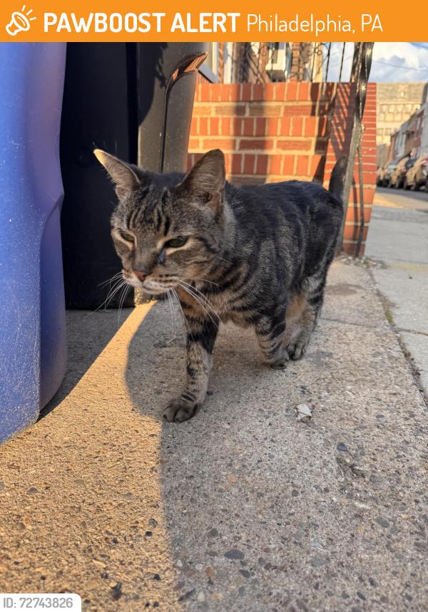 Found/Stray Unknown Cat last seen S 10th St , Philadelphia, PA 19148