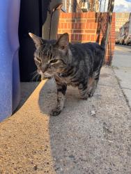 Found/Stray Unknown Cat last seen S 10th St , Philadelphia, PA 19148