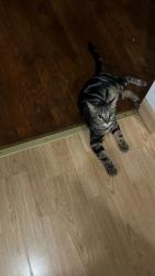 Lost Male Cat last seen st henry, st Sebastian, st micheal  , Saint Ann, MO 63074