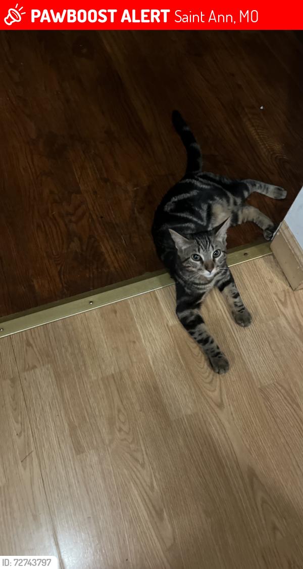 Lost Male Cat last seen st henry, st Sebastian, st micheal  , Saint Ann, MO 63074