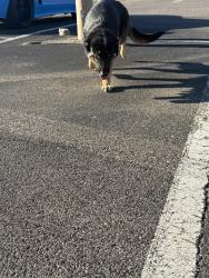 Found/Stray Unknown Dog last seen getwell and goodman rd, Southaven, MS 38672