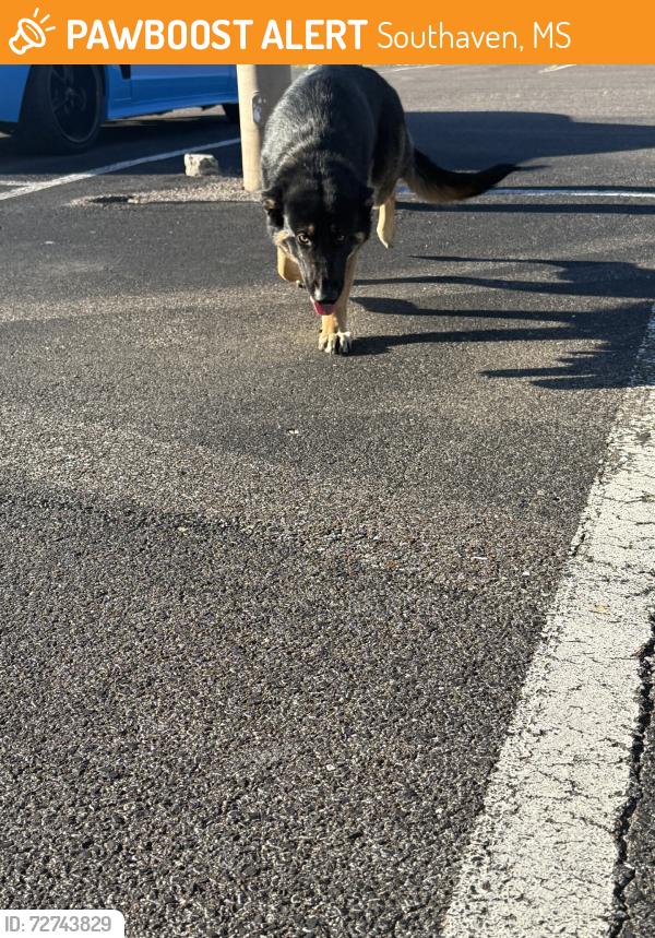 Found/Stray Unknown Dog last seen getwell and goodman rd, Southaven, MS 38672