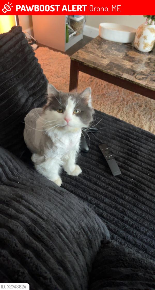 Lost Male Cat last seen Near Colburn Dr , Orono, ME 04473