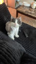 Lost Male Cat last seen Near Colburn Dr , Orono, ME 04473