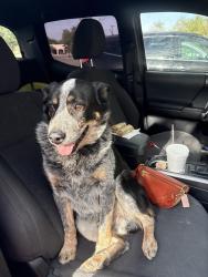 Found/Stray Male Dog last seen Spitz Mediterranean restaurant , Chandler, AZ 85225