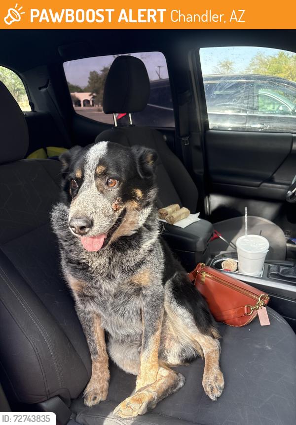 Found/Stray Male Dog last seen Spitz Mediterranean restaurant , Chandler, AZ 85225
