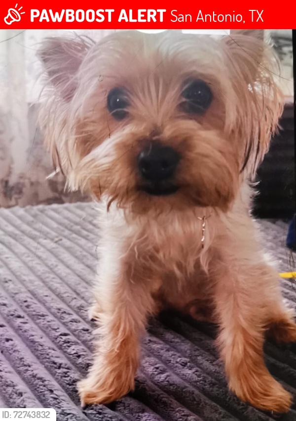 Lost Female Dog last seen Near nw AND new guilbeau , San Antonio, TX 78254