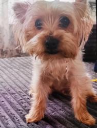 Lost Female Dog last seen Near nw AND new guilbeau , San Antonio, TX 78254