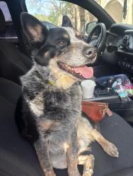 Found/Stray Male Dog last seen Spitz Mediterranean food., Midland, TX 79705