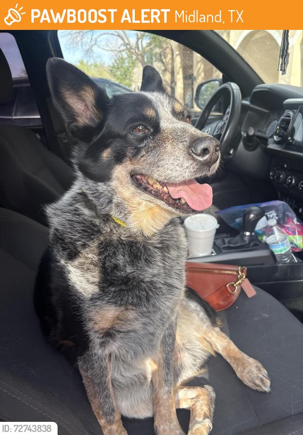Found/Stray Male Dog last seen Spitz Mediterranean food., Midland, TX 79705