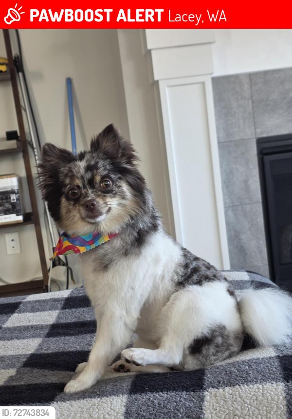 Lost Female Dog last seen subdivision Ovation at the Tree, Lacey, WA 98513