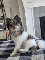 Lost Female Dog last seen subdivision Ovation at the Tree, Lacey, WA 98513