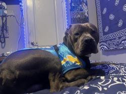 Lost Male Dog last seen Cerritos&Beach, Stanton, CA 90680
