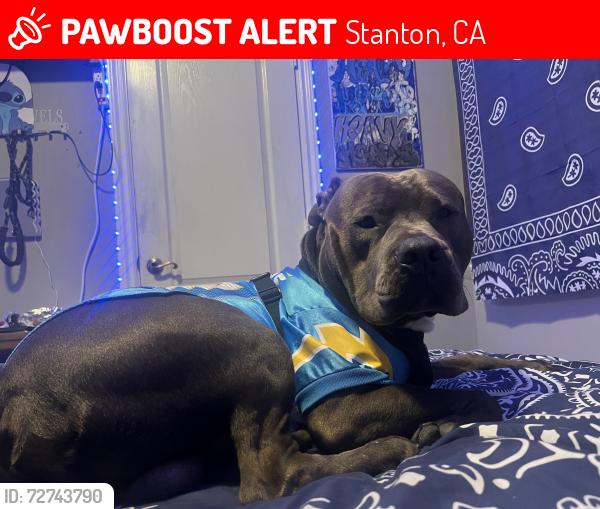 Lost Male Dog last seen Cerritos&Beach, Stanton, CA 90680