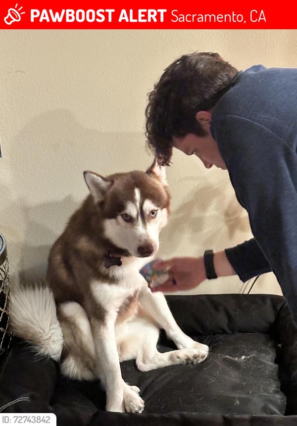 Lost Male Dog last seen Near Watson st, Sacramento, CA 95821