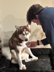 Lost Male Dog last seen Near Watson st, Sacramento, CA 95821