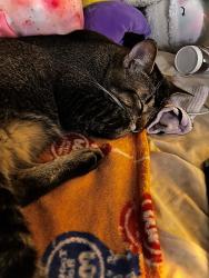 Lost Male Cat last seen 31st and Sanger Ave, Waco, TX 76707