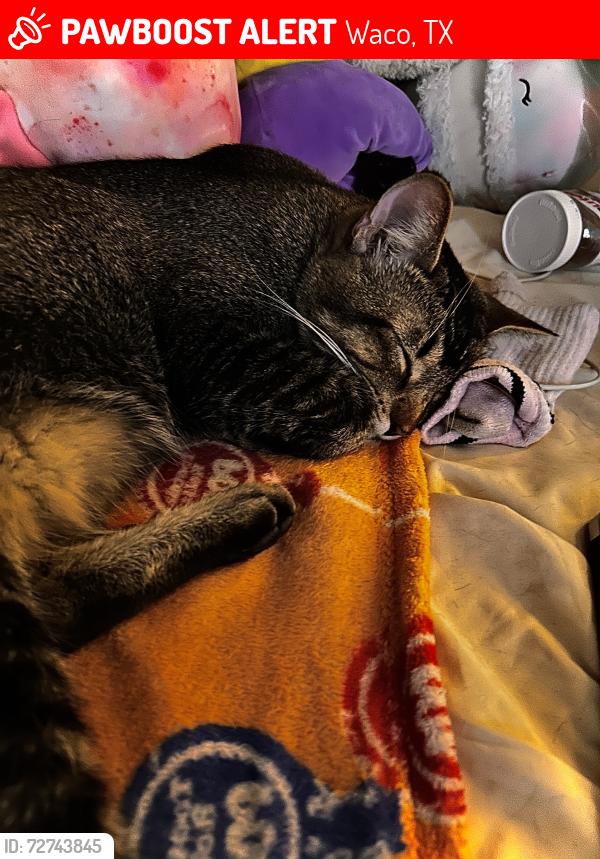 Lost Male Cat last seen 31st and Sanger Ave, Waco, TX 76707