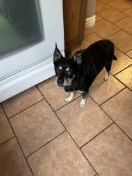 Lost Male Dog last seen 103rd and Peoria in Sun City, Sun City, AZ 85351