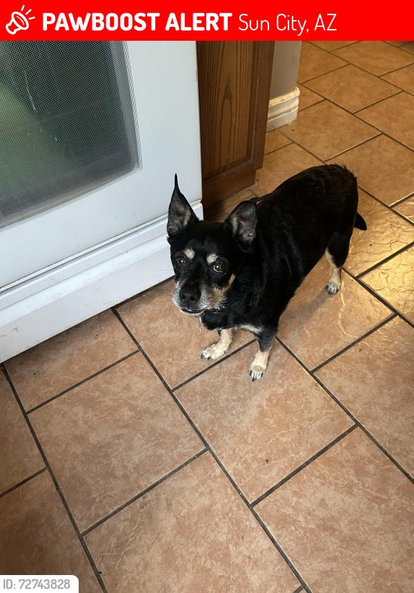 Lost Male Dog last seen 103rd and Peoria in Sun City, Sun City, AZ 85351