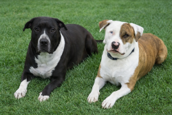 Lost Female Dog last seen Vincent Avenue and Hazel Avenue, Fair Oaks, CA 95628