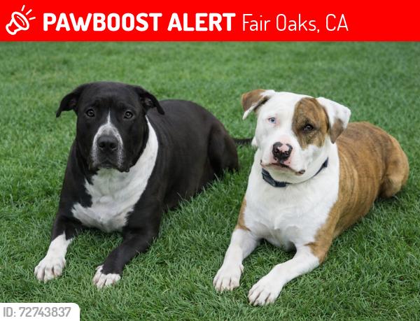Lost Female Dog last seen Vincent Avenue and Hazel Avenue, Fair Oaks, CA 95628