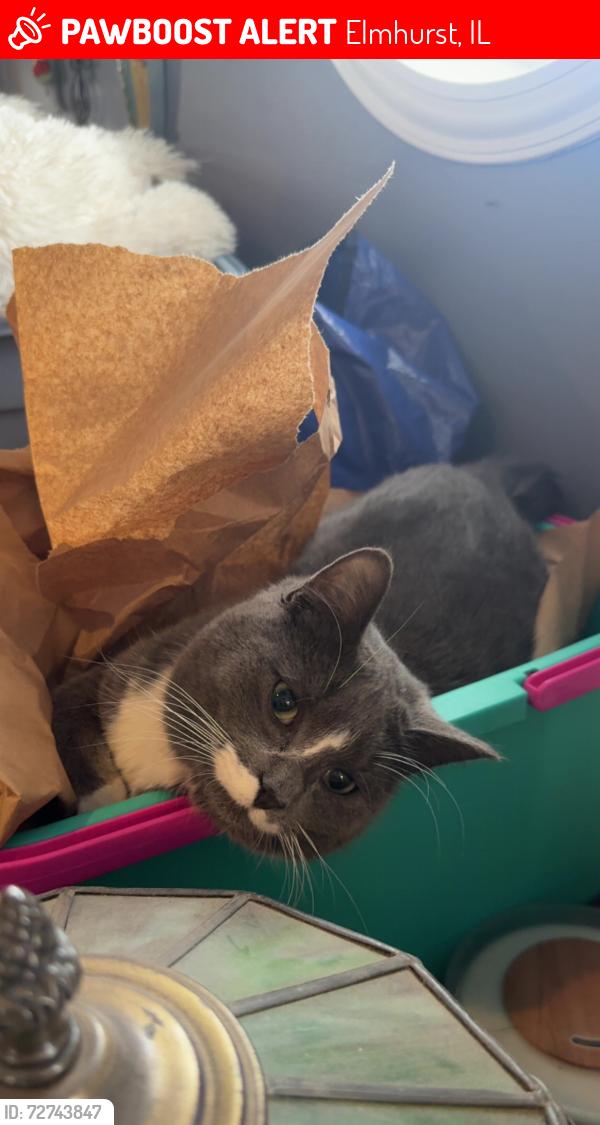 Lost Male Cat last seen Route 83, North Ave , Elmhurst, IL 60126