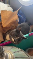 Lost Male Cat last seen Route 83, North Ave , Elmhurst, IL 60126