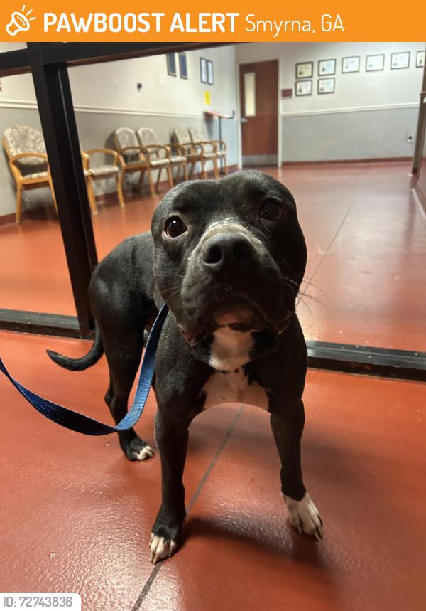 Found/Stray Male Dog last seen Mill Pond Dr SE, Smyrna, Smyrna, GA 30082