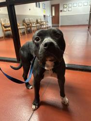 Found/Stray Male Dog last seen Mill Pond Dr SE, Smyrna, Smyrna, GA 30082