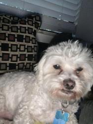 Lost Male Dog last seen Fresno and rogers st , Madera, CA 93638