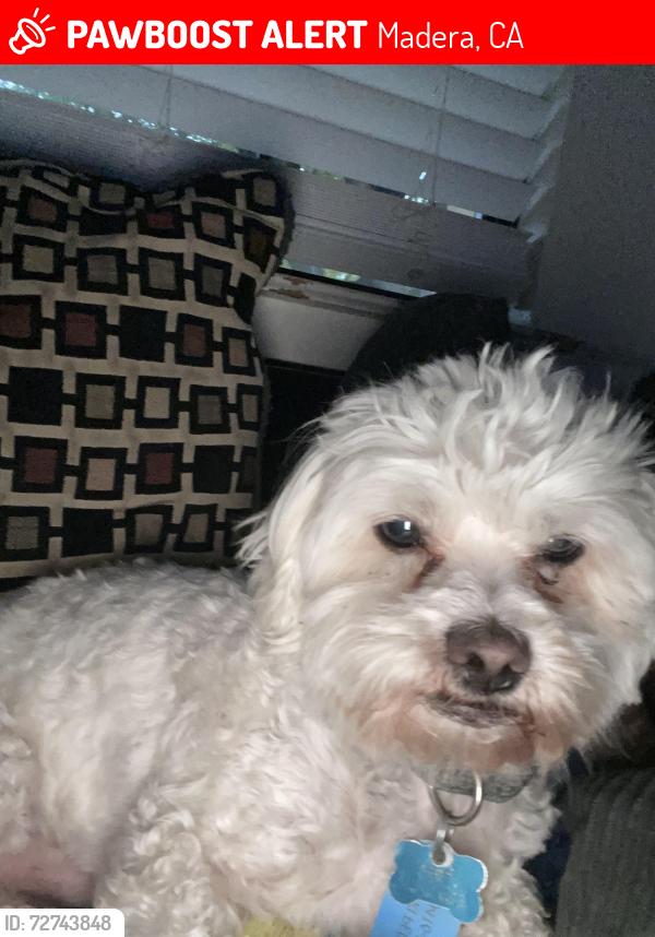 Lost Male Dog last seen Fresno and rogers st, Madera, CA 93638