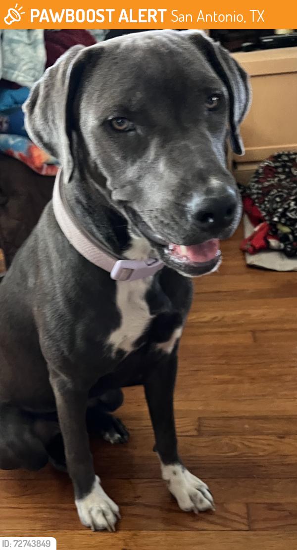 Found/Stray Female Dog last seen Vance Jackson & I10, San Antonio, TX 78230