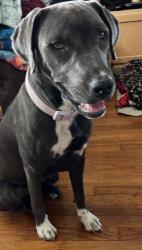 Found/Stray Female Dog last seen Vance Jackson & I10, San Antonio, TX 78230