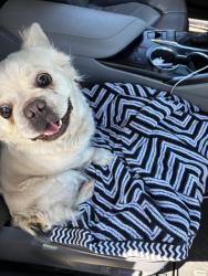 Found/Stray Female Dog last seen Rosemont Dive & Faberge Way, Sacramento, CA 95827