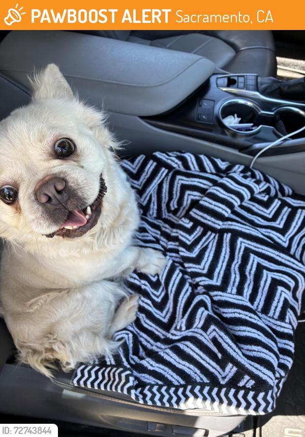 Found/Stray Female Dog last seen Rosemont Dive & Faberge Way, Sacramento, CA 95827