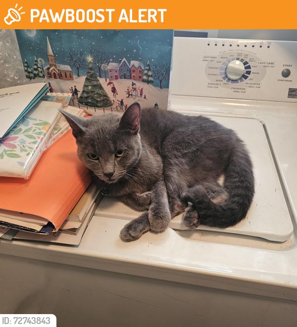 Found/Stray Female Cat last seen 19 mile and Garfield Clinton twp , Clinton Township, MI 48038