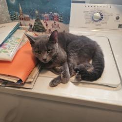 Found/Stray Female Cat last seen 19 mile and Garfield Clinton twp , Clinton Township, MI 48038