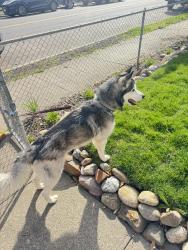Lost Male Dog last seen Boone and lindeke, Spokane, WA 99201