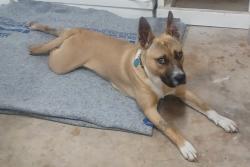 Found/Stray Male Dog last seen Near intersection of FM 78 and Walzem, San Antonio, TX 78244