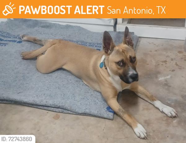 Found/Stray Male Dog last seen Near intersection of FM 78 and Walzem, San Antonio, TX 78244