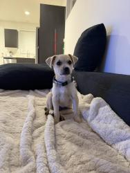 Lost Male Dog last seen Near Buena Vista Way, Lancaster, CA 93536, Lancaster, CA 93536