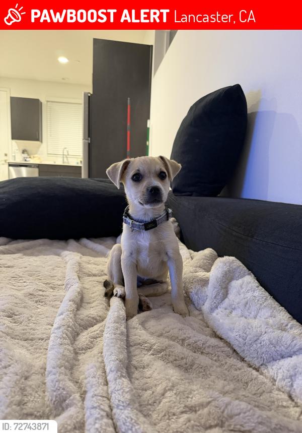 Lost Male Dog last seen Near Buena Vista Way, Lancaster, CA 93536, Lancaster, CA 93536